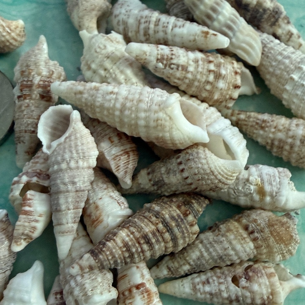 Cone Seashells Cerithium Atratum 30 shells